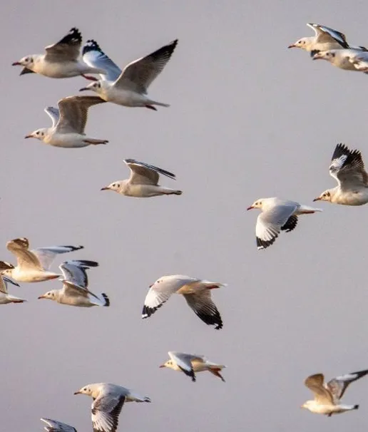 Stop birds nesting under solar panels