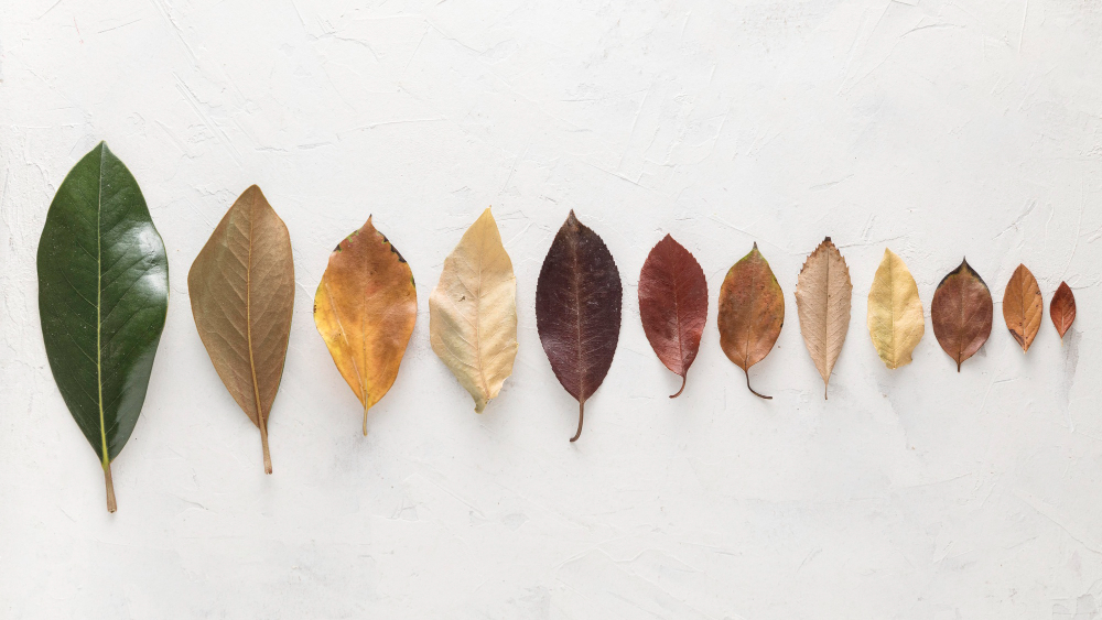Different Leaf Sizes For Trees In Australia