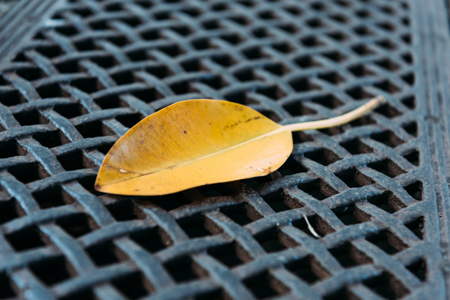 Enjoy A Leaf-Free Rain Harvesting System By Getting Gutter Mesh