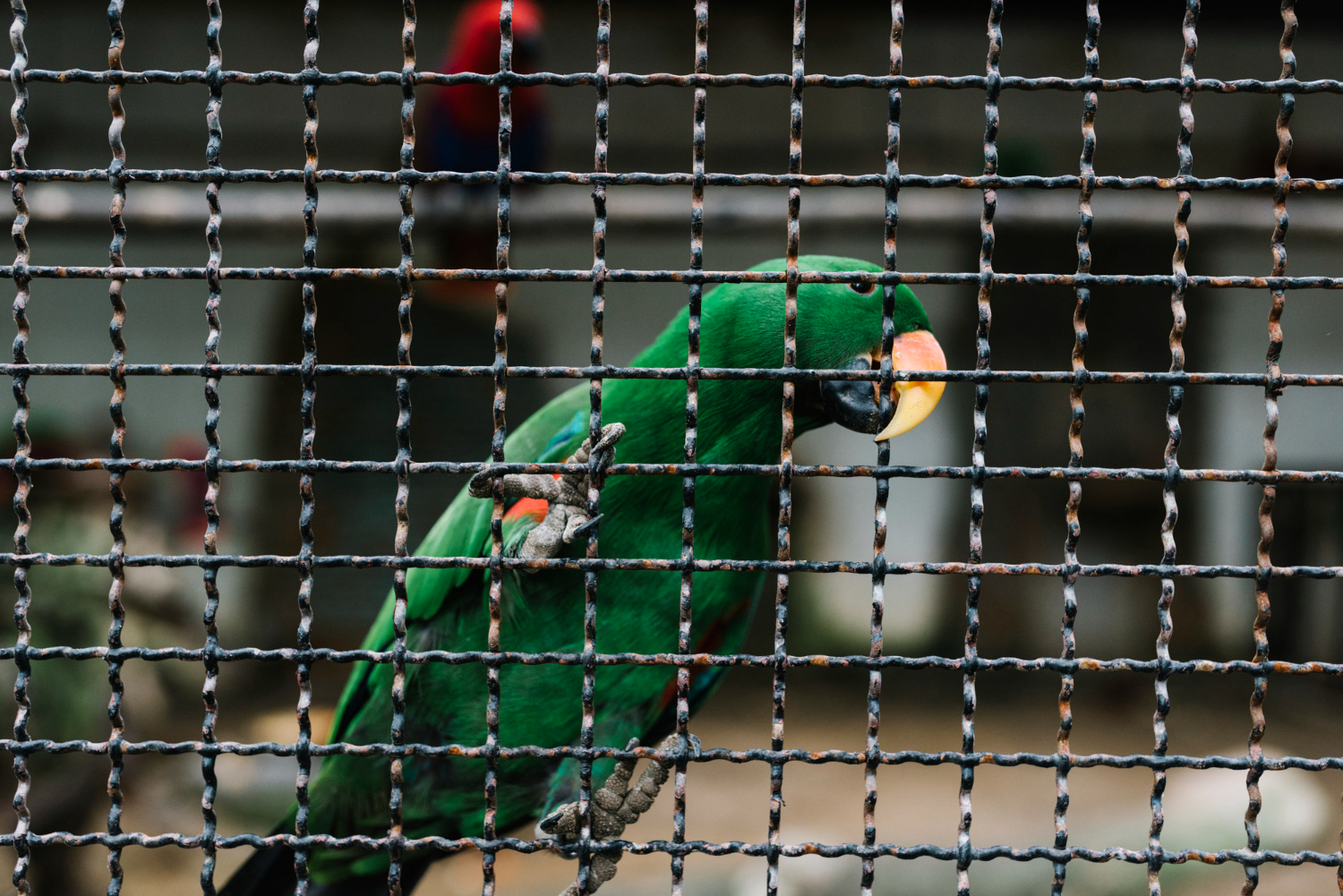 How Gutter Mesh Helps Keep Noisy Pests At A Distance