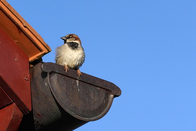 Keep Your Gutters Pest-Free with Gutter Mesh