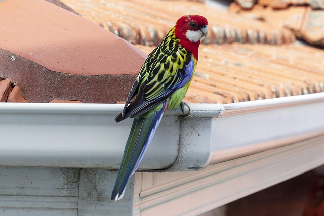 Use Gutter Mesh To Prevent The Expenses Of Pest Damage
